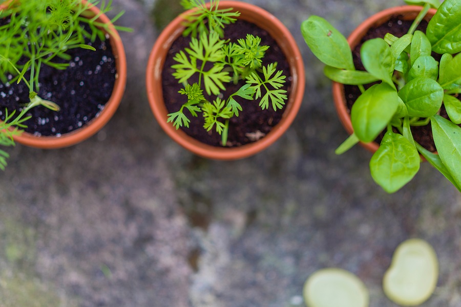 Potted office plants