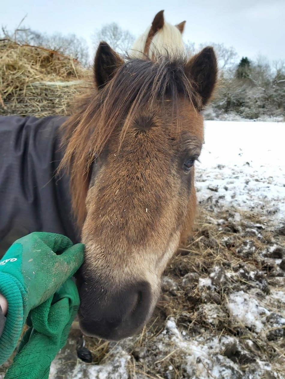 safe haven animal rescue horses