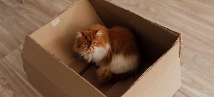 Ginger cat in a cardboard box