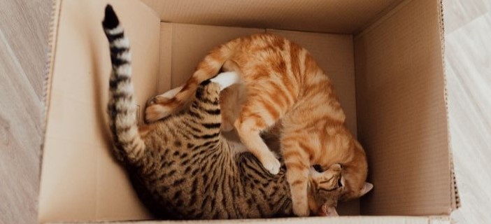 Two cats playing in a cardboard box